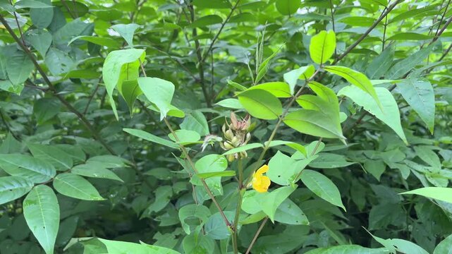 Coffee Senna Plant with Yellow Flowers (Senna occidentalis)