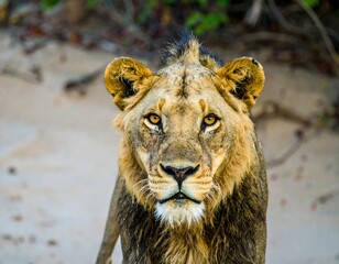 Obraz premium Close-up of a lion's face