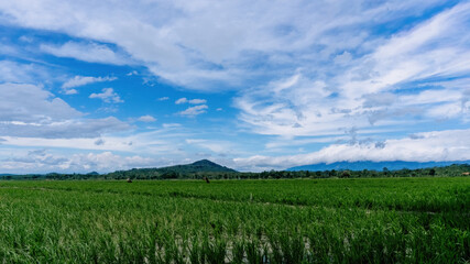 Naklejka premium Beautiful green rice field with mountain view under dramatic blue sky and clouds, peaceful rural landscape on a sunny day
