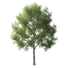 young silver birch tree natures elegance, springtime serenity, perfect for design