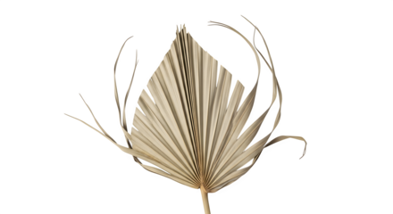 Dry palm leaf isolated on transparent background, a tropical and exotic decoration