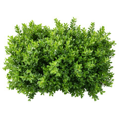Fototapeta premium Lush green shrubbery isolated on transparent background