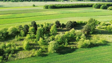 Forest restoration site with sapling growth