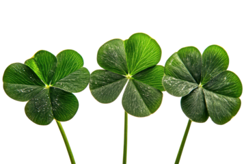 Three vibrant green four-leaf clovers arranged together on a clean white background showcasing their unique leaf patterns and shapes