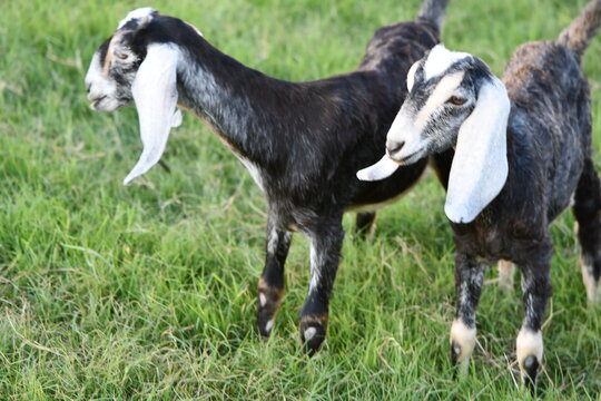 goat on the farm Nubian baby does kids playing sisters