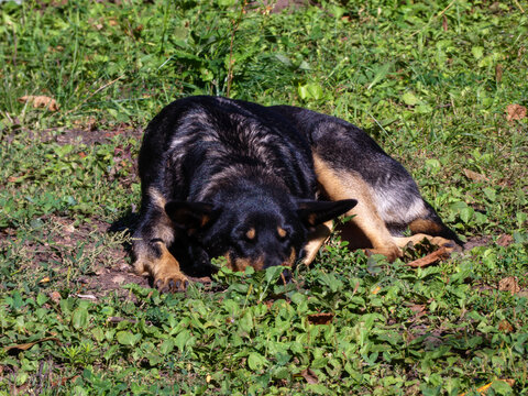 Relaxed Black Dog Lying on Green Grass