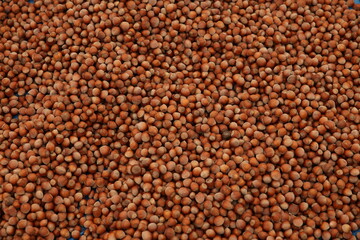 Pile of Fresh Hazelnuts in Shell