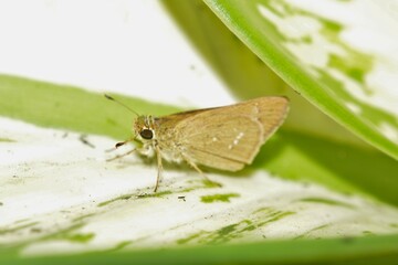Brown Butterfly Skipper on Green Leaf Macro