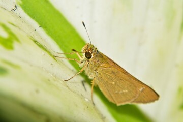 Brown Butterfly Skipper on Green Leaf Macro