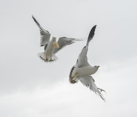 Seagulls in flight against a cloudy sky.