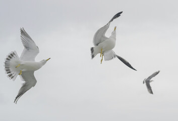 Obraz premium Seagulls in flight against a cloudy sky.