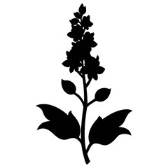 silhouette verbascum southern charm flower- vector illustration isolated on-white