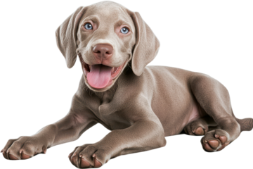 Playful gray puppy enjoying a sunny day full of fun and adventure in the backyard while showing off its cheerful personality