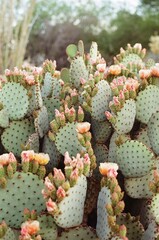 Blooming prickly pear cactus with pastel pink flowers in the desert.
