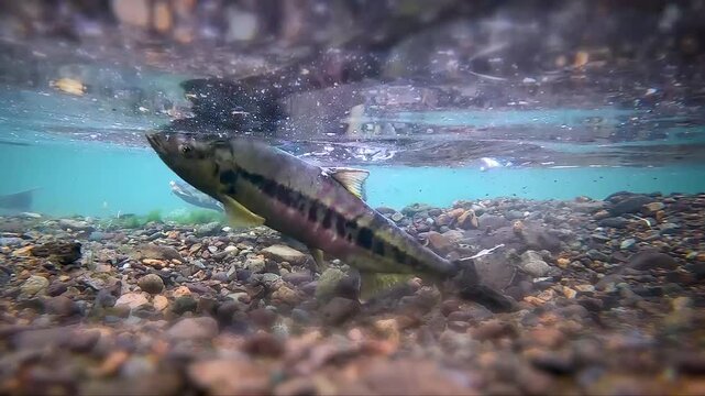 Sockeye salmon move and swim in a flowing river