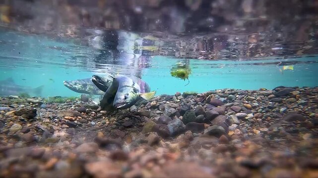Sockeye salmon move and swim in a flowing river