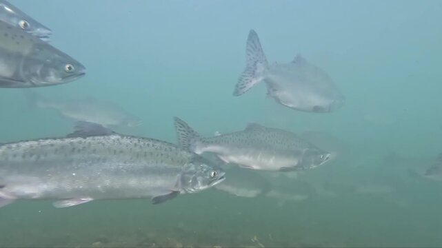 Pink salmon swimming together in a massive river shoal