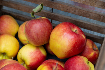Heirloom Apples in Rustic Wooden Crate