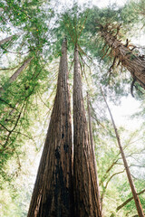 Looking up at Redwood Trees in Northern California