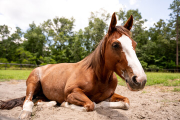 Obraz premium Chestnut Horse with Blaze laying down in pasture on a farm