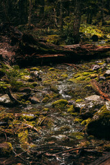 Mossy Creek Under Fallen Logs