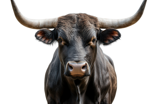 Powerful bull showcasing impressive muscle definition, with striking features and robust physique in a neutral backdrop - Powered by Adobe