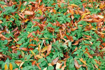 autumn falling leaves background vivid colors green and orange plant ground pattern seasonal concept