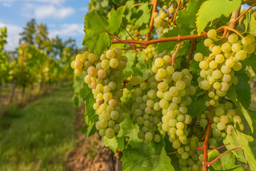 Fototapeta premium Ripe grapes growing on vine in vineyard agricultural harvest fruit farm natural concept