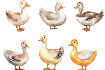 Quirky cartoon ducks in different poses with playful expressions on transparent background showcasing a fun and colorful design