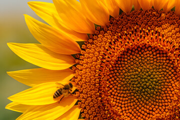 Bright sunflower with bee closeup view pollination natural flower bloom summer season vibrant yellow petals wildlife insect
