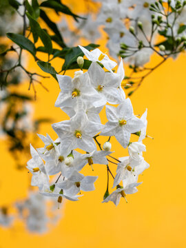 Branch of beautiful jasmine flowers blooming in a garden in Asturias, Spain