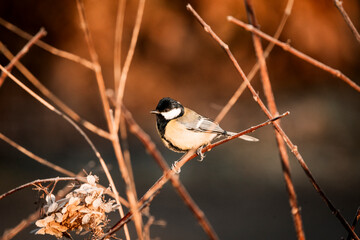 great tit on branch