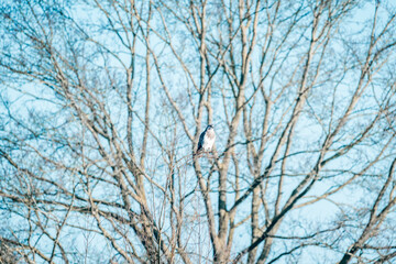 buzzard bird sitting in tree 