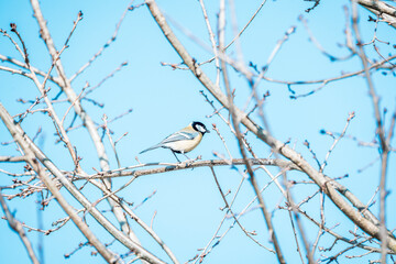 coal tit bird on branch