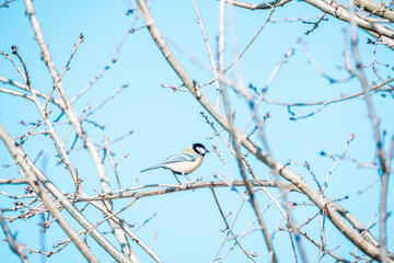 coal tit bird on branch
