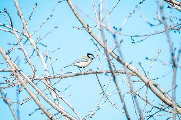 Obraz premium coal tit bird on branch