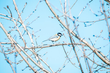coal tit bird on branch