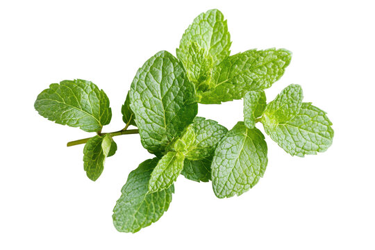 Mint sprig captured from a top view displaying vibrant green leaves ready for culinary use or herbal tea preparation