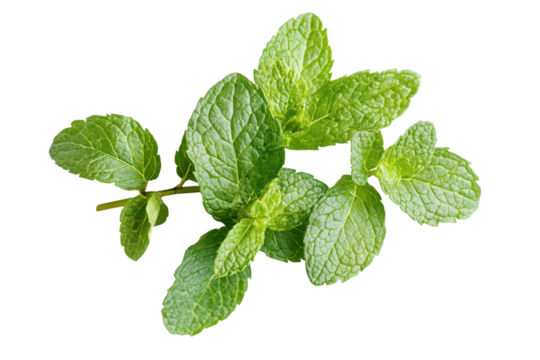 Mint sprig captured from a top view displaying vibrant green leaves ready for culinary use or herbal tea preparation