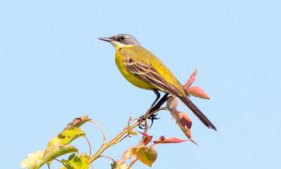 blue tit on a branch