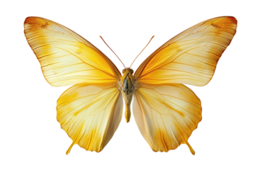Apricot sulphur butterfly displayed on a white background showcasing vibrant yellow and orange wings in clear detail
