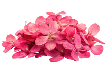 Fototapeta premium Beautiful sakura flowers blossoming in vibrant pink hues, showcasing their delicate petals against a clean white background