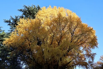 Blue sky and a ginkgo tree