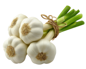 Fresh garlic bundle with green stems tied together, organic vegetable harvest, healthy ingredient, aromatic, natural produce, isolated on transparency background
