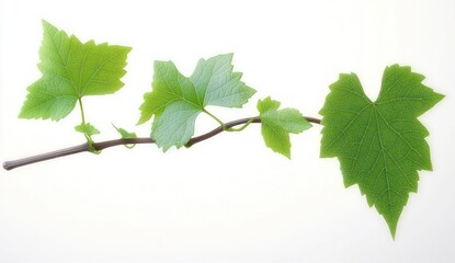 Close-up of a green vine branch with multiple fresh leaves showing detailed veins on a white background