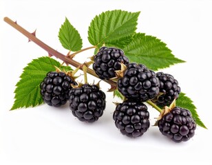 Fresh Blackberries on Thorny Branch with Green Leaves
