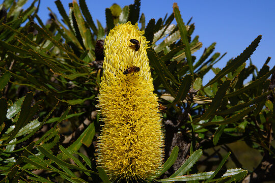 Inflorescence of Banksia attenuata, the Candlestick Banksia, with bees pollinating the flowers, Western Australia