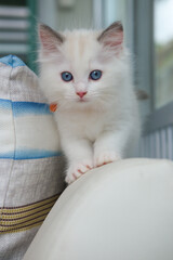 2 months old ragdoll kitten standing on the couch, wondering around. domestic cat