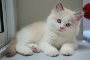 2 months old ragdoll kitten lying on the floor, looking into the camera. domestic cat