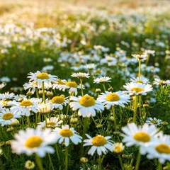 Foto auf Acrylglas Pflegezentrum Daisy Field Sunlight Meadow  © Kang